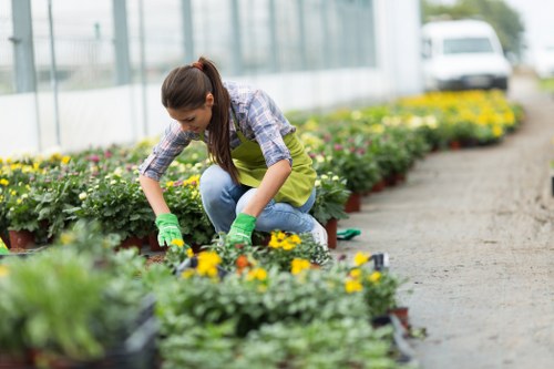 Professional hedge cutting service in Sudbury for tidy residential boundaries