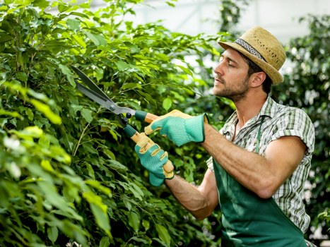 Careful hedge cutting for a property with limited access in Sudbury