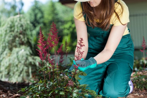 Professional arborist shaping a tree canopy near a residential garden