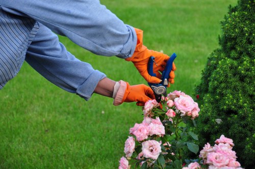 Professional review of a tree surgery issue