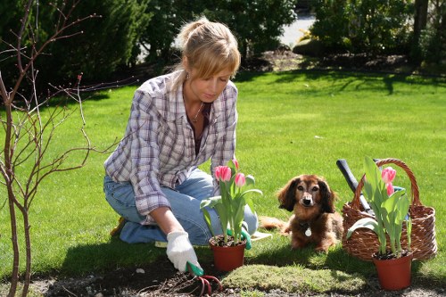 Professional pruning and crown management for a healthy tree